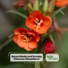 Sunset Boulevard Evening Primrose Seeds - Pink Yellow Blooms - Perennial - 30 Seeds - Image 1