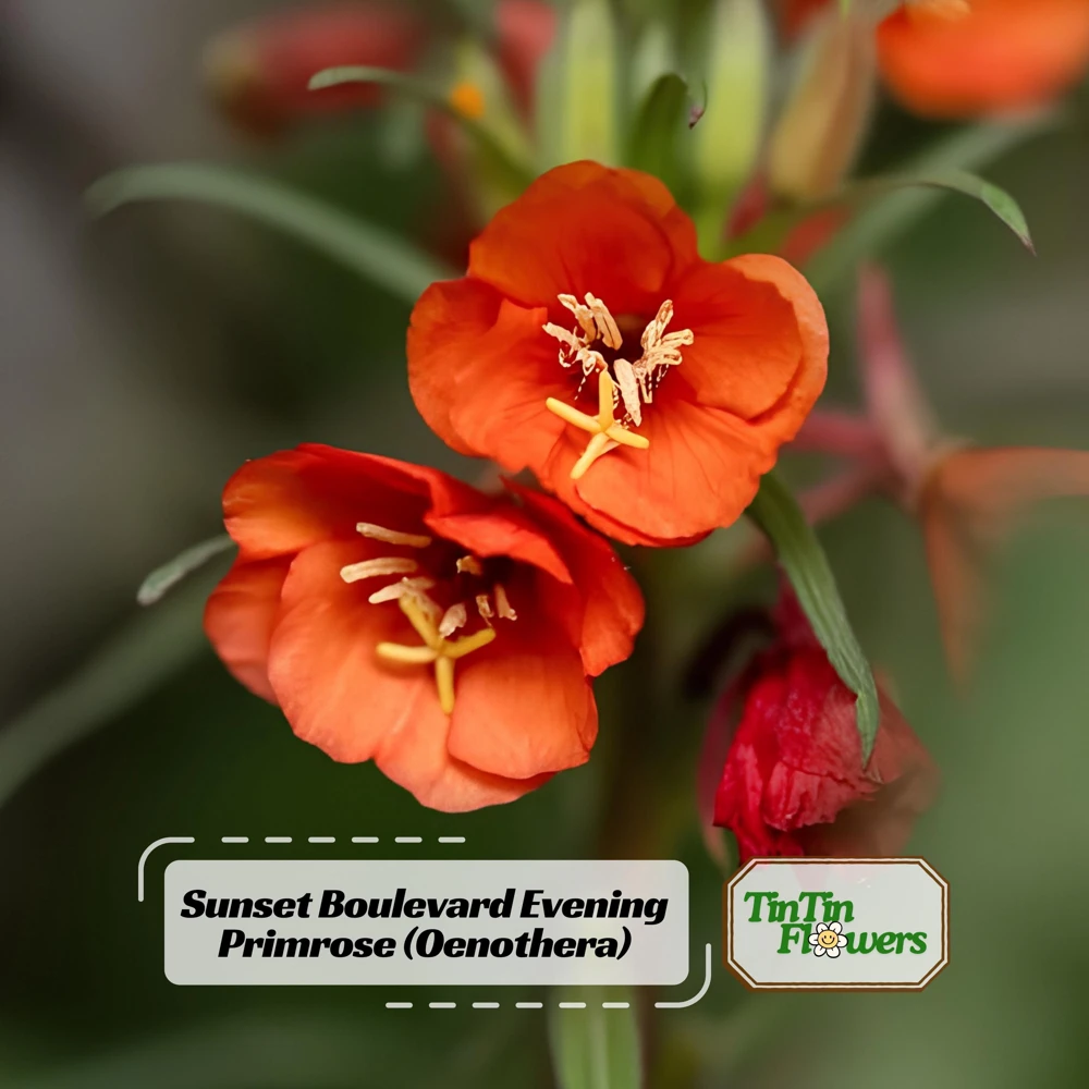 Sunset Boulevard Evening Primrose Seeds - Pink Yellow Blooms - Perennial - 30 Seeds - Image 1