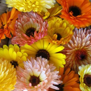 Sunset Mix Calendula Seeds - 50 Count - Non-GMO Flower Seeds - Image 10
