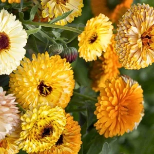 Sunset Mix Calendula Seeds - 50 Count - Non-GMO Flower Seeds - Image 11