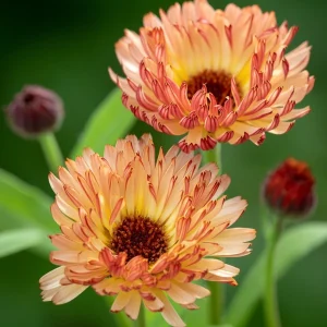 Sunset Mix Calendula Seeds - 50 Count - Non-GMO Flower Seeds - Image 2