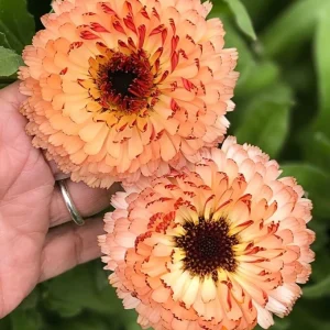Sunset Mix Calendula Seeds - 50 Count - Non-GMO Flower Seeds - Image 3