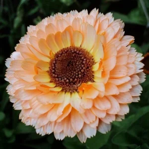 Sunset Mix Calendula Seeds - 50 Count - Non-GMO Flower Seeds - Image 4