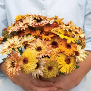 Sunset Mix Calendula Seeds - 50 Count - Non-GMO Flower Seeds - Image 5