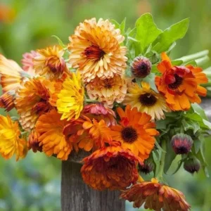 Sunset Mix Calendula Seeds - 50 Count - Non-GMO Flower Seeds - Image 6