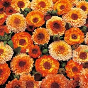 Sunset Mix Calendula Seeds - 50 Count - Non-GMO Flower Seeds - Image 7