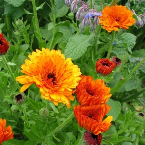 Sunset Mix Calendula Seeds - 50 Count - Non-GMO Flower Seeds - Image 8