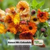Sunset Mix Calendula Seeds - 50 Count - Non-GMO Flower Seeds - Image 1
