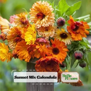 Sunset Mix Calendula Seeds - 50 Count - Non-GMO Flower Seeds - Image 1