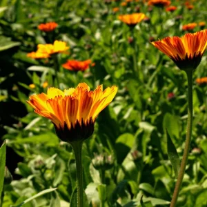 Sunset Mix Calendula Seeds - 50 Count - Non-GMO Flower Seeds - Image 9