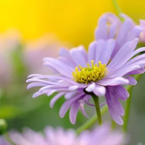 Swan River Mix Daisy Seeds - 100 Perennial Flower Seeds - Non-GMO - Image 2