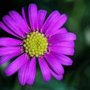 Swan River Mix Daisy Seeds - 100 Perennial Flower Seeds - Non-GMO - Image 3