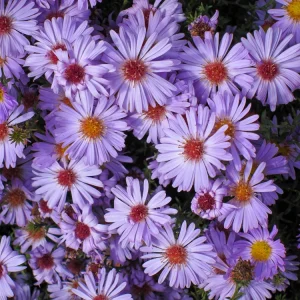Swan River Mix Daisy Seeds - 100 Perennial Flower Seeds - Non-GMO - Image 4