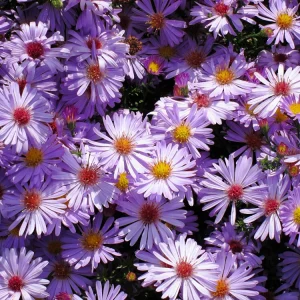 Swan River Mix Daisy Seeds - 100 Perennial Flower Seeds - Non-GMO - Image 5