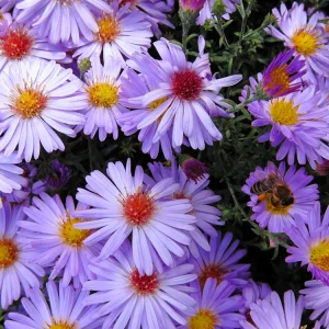 Swan River Mix Daisy Seeds - 100 Perennial Flower Seeds - Non-GMO - Image 6