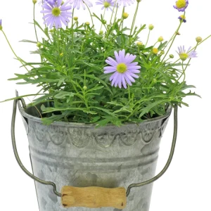Swan River Mix Daisy Seeds - 100 Perennial Flower Seeds - Non-GMO - Image 7