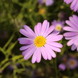 Swan River Mix Daisy Seeds - 100 Perennial Flower Seeds - Non-GMO - Image 8