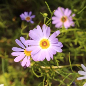 Swan River Mix Daisy Seeds - 100 Perennial Flower Seeds - Non-GMO - Image 9
