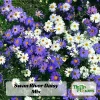 Swan River Mix Daisy Seeds - 100 Perennial Flower Seeds - Non-GMO - Image 1