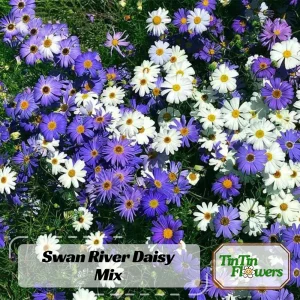 Swan River Mix Daisy Seeds - 100 Perennial Flower Seeds - Non-GMO - Image 1