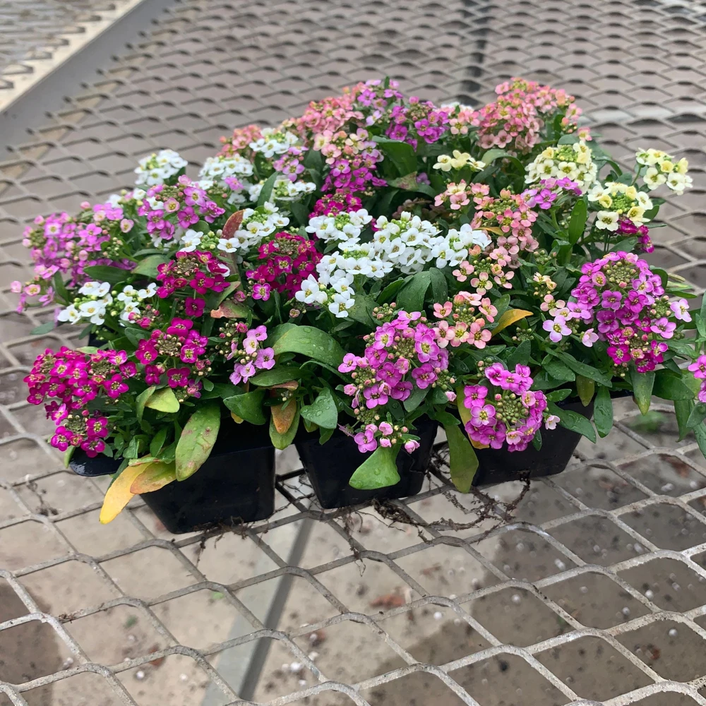Sweet Alyssum Mix Seeds - Lobularia maritima - Fragrant Ground Cover Flower Mix - 20 Seeds - Image 2