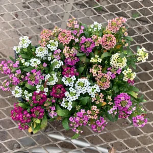 Sweet Alyssum Mix Seeds - Lobularia maritima - Fragrant Ground Cover Flower Mix - 20 Seeds - Image 3