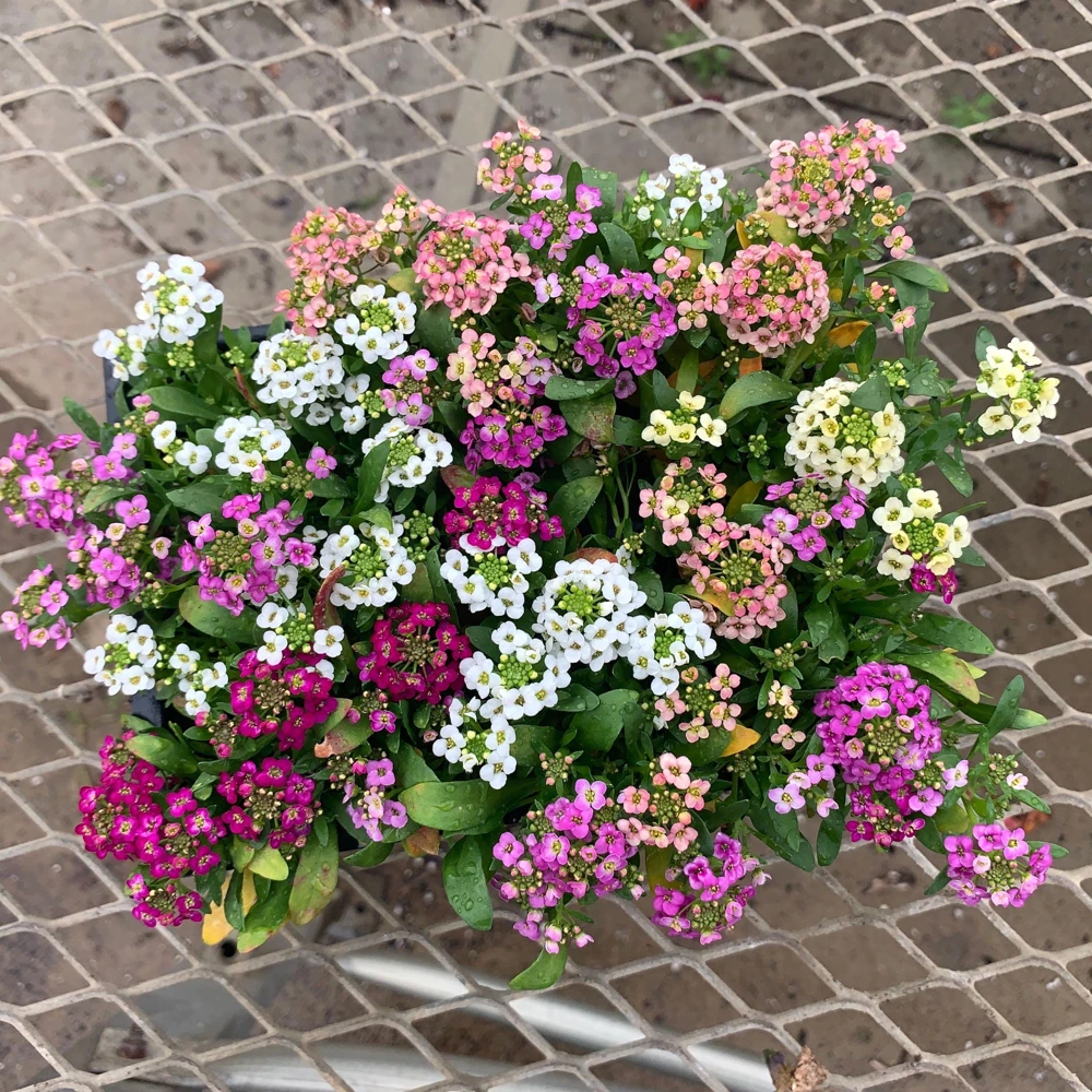 Sweet Alyssum Mix Seeds - Lobularia maritima - Fragrant Ground Cover Flower Mix - 20 Seeds - Image 3