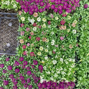 Sweet Alyssum Mix Seeds - Lobularia maritima - Fragrant Ground Cover Flower Mix - 20 Seeds - Image 4