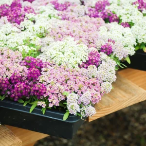 Sweet Alyssum Mix Seeds - Lobularia maritima - Fragrant Ground Cover Flower Mix - 20 Seeds - Image 5