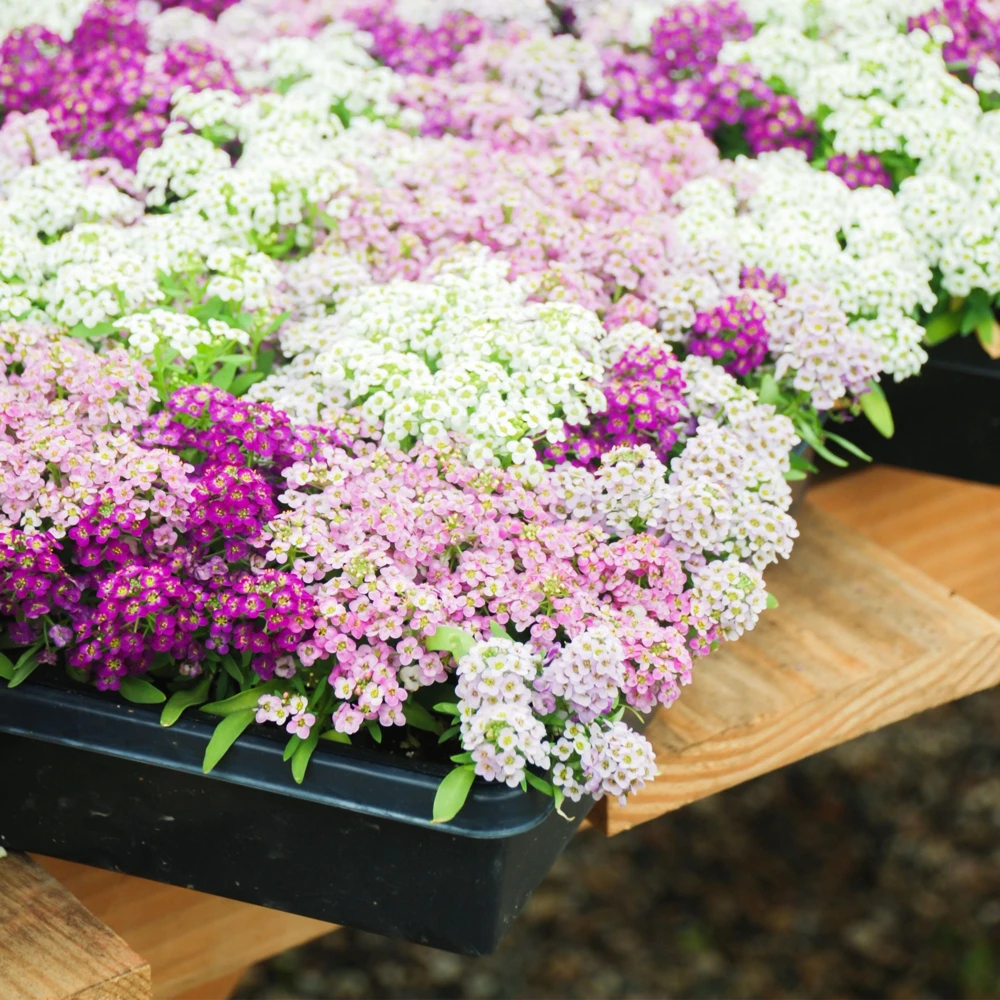 Sweet Alyssum Mix Seeds - Lobularia maritima - Fragrant Ground Cover Flower Mix - 20 Seeds - Image 5
