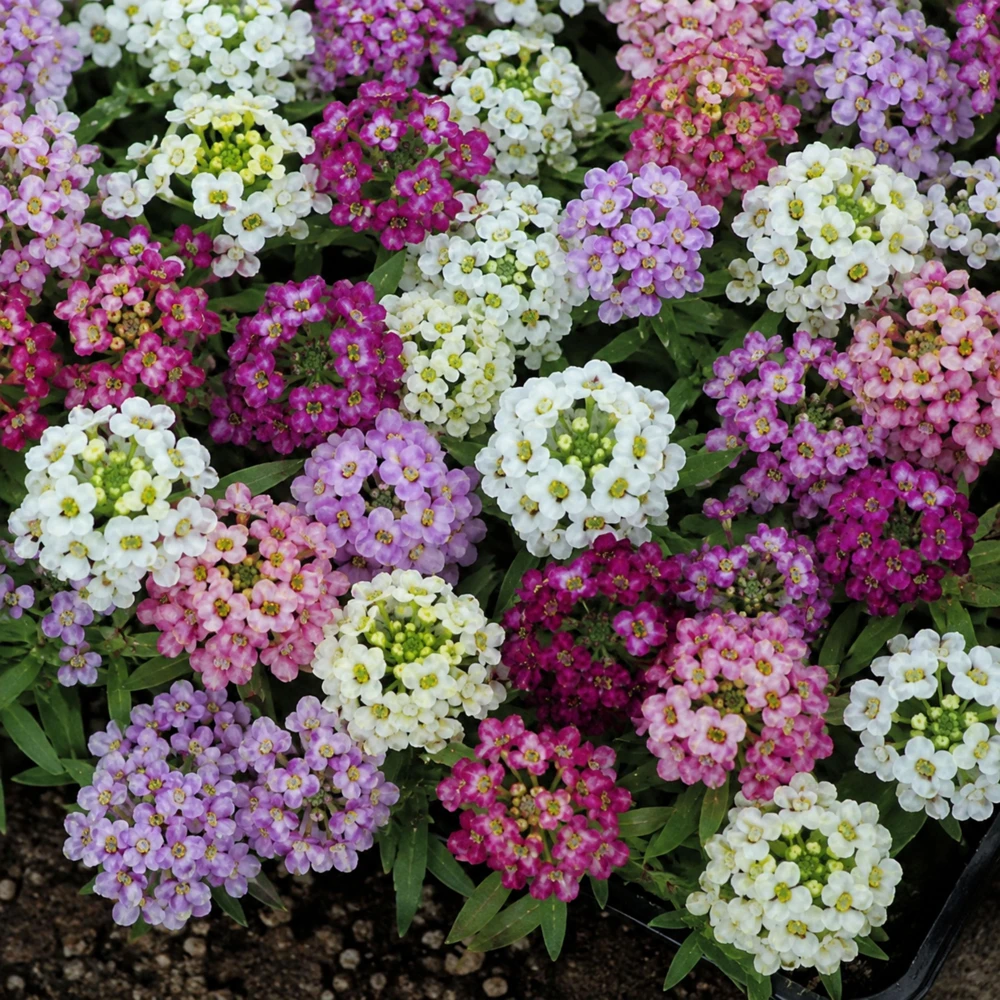 Sweet Alyssum Mix Seeds - Lobularia maritima - Fragrant Ground Cover Flower Mix - 20 Seeds - Image 6