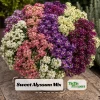 Sweet Alyssum Mix Seeds - Lobularia maritima - Fragrant Ground Cover Flower Mix - 20 Seeds - Image 1