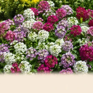 Sweet Alyssum Mix Seeds - Lobularia maritima - Fragrant Ground Cover Flower Mix - 20 Seeds - Image 7