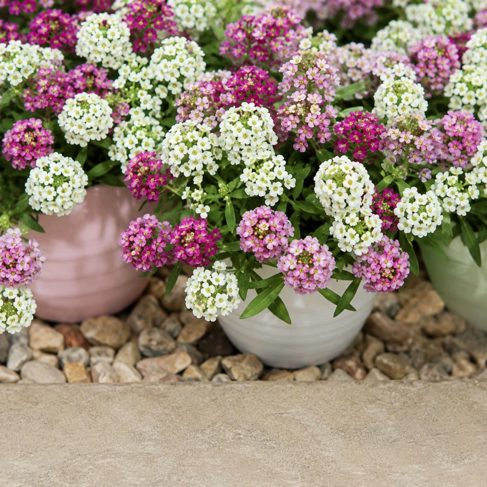 Sweet Alyssum Mix Seeds - Lobularia maritima - Fragrant Ground Cover Flower Mix - 20 Seeds - Image 8