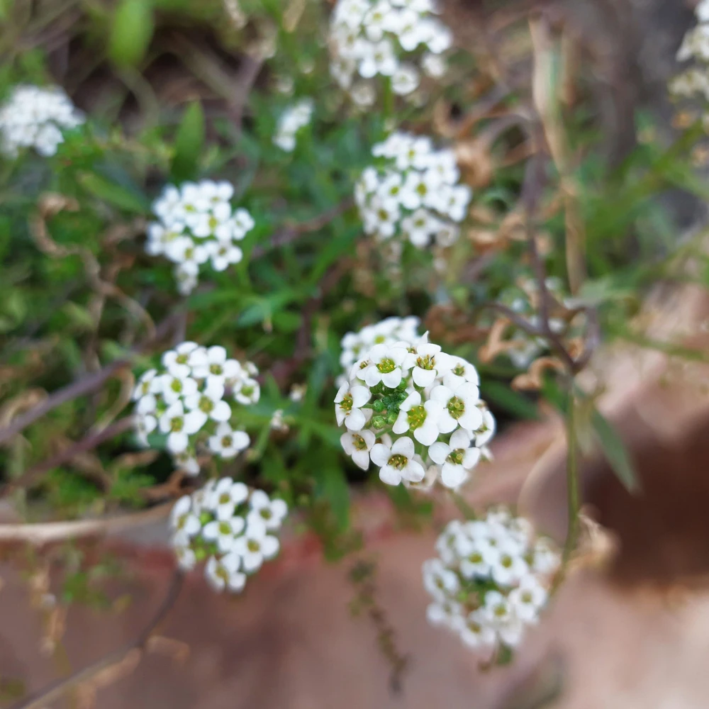 Sweet Alyssum Seeds - Carpet of Snow - Fragrant White Ground Cover Flowers - 20 Seeds - Image 10