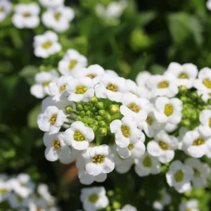 Sweet Alyssum Seeds - Carpet of Snow - Fragrant White Ground Cover Flowers - 20 Seeds - Image 11