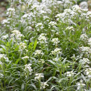 Sweet Alyssum Seeds - Carpet of Snow - Fragrant White Ground Cover Flowers - 20 Seeds - Image 2