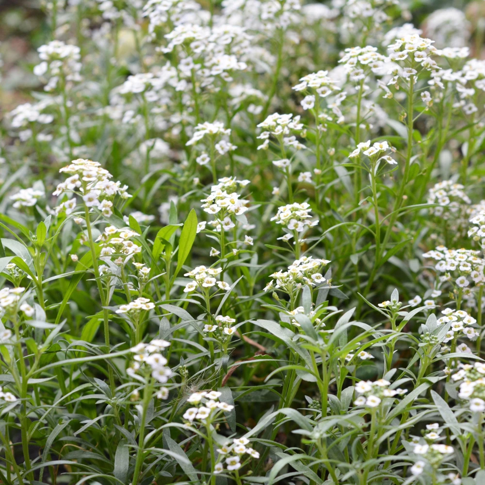 Sweet Alyssum Seeds - Carpet of Snow - Fragrant White Ground Cover Flowers - 20 Seeds - Image 2