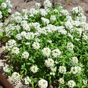 Sweet Alyssum Seeds - Carpet of Snow - Fragrant White Ground Cover Flowers - 20 Seeds - Image 3