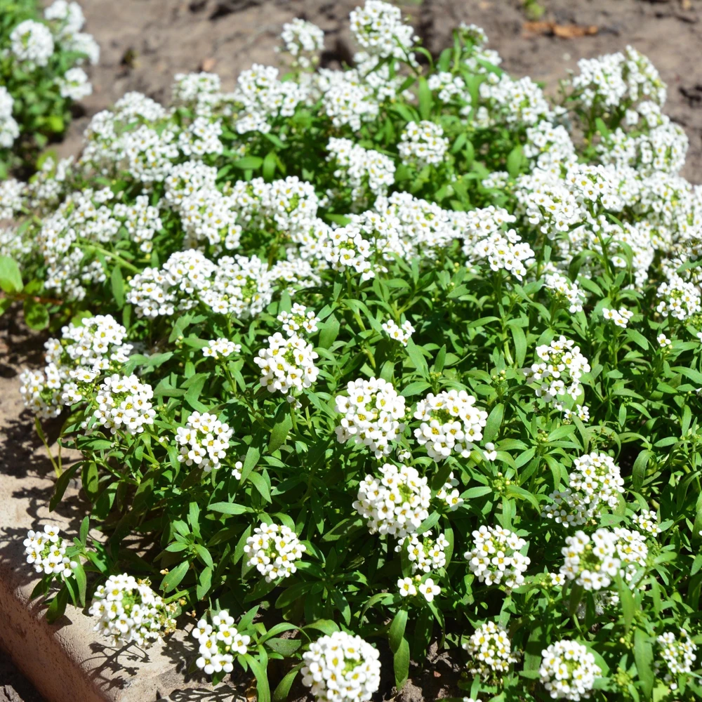 Sweet Alyssum Seeds - Carpet of Snow - Fragrant White Ground Cover Flowers - 20 Seeds - Image 3