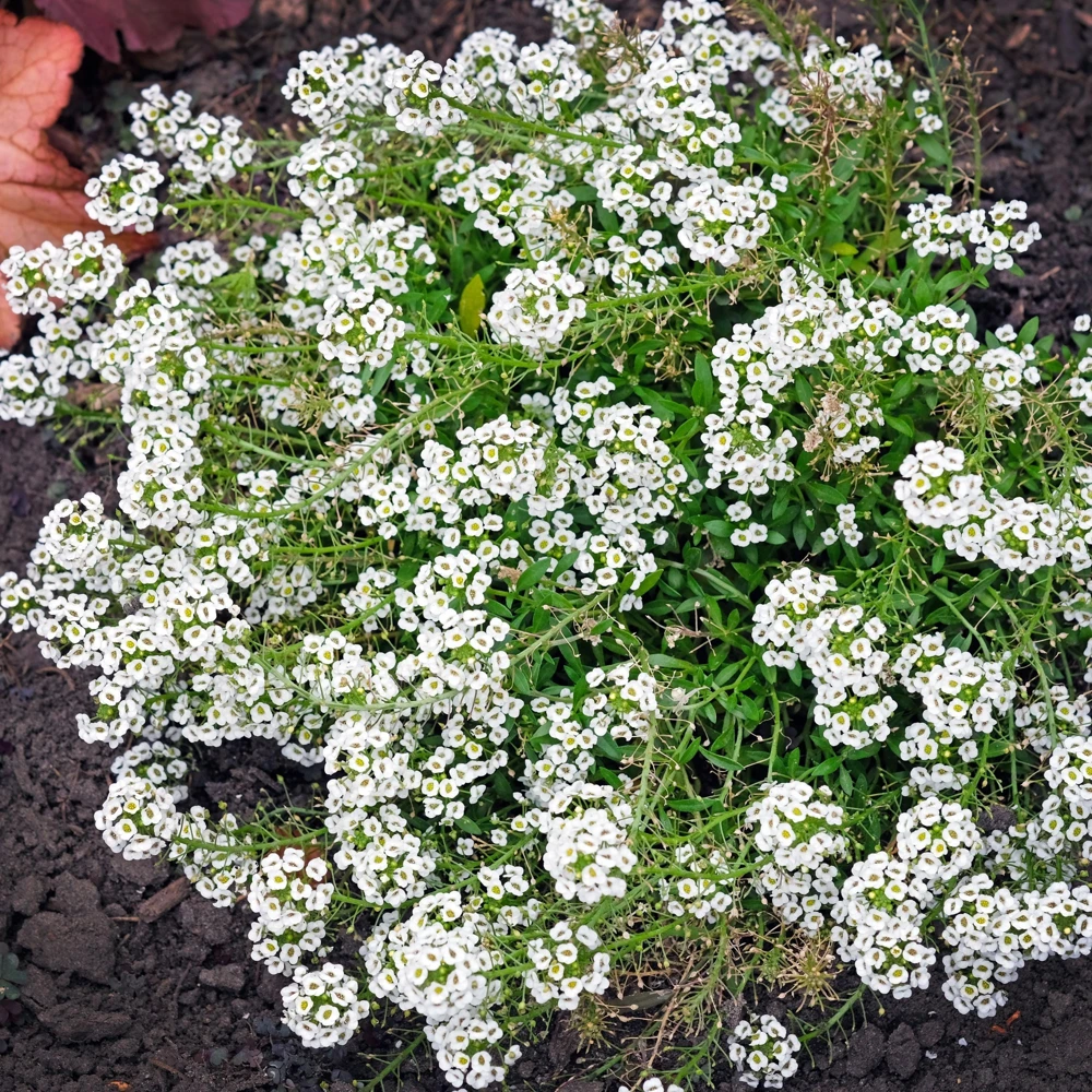 Sweet Alyssum Seeds - Carpet of Snow - Fragrant White Ground Cover Flowers - 20 Seeds - Image 4