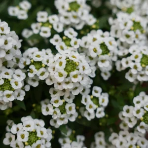 Sweet Alyssum Seeds - Carpet of Snow - Fragrant White Ground Cover Flowers - 20 Seeds - Image 5
