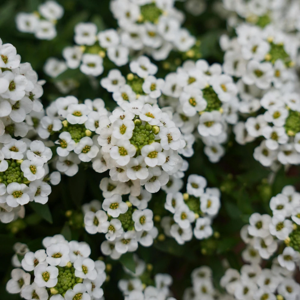 Sweet Alyssum Seeds - Carpet of Snow - Fragrant White Ground Cover Flowers - 20 Seeds - Image 5