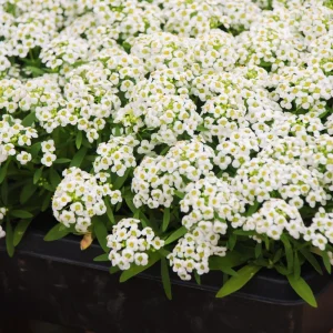 Sweet Alyssum Seeds - Carpet of Snow - Fragrant White Ground Cover Flowers - 20 Seeds - Image 6