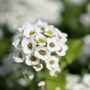 Sweet Alyssum Seeds - Carpet of Snow - Fragrant White Ground Cover Flowers - 20 Seeds - Image 7