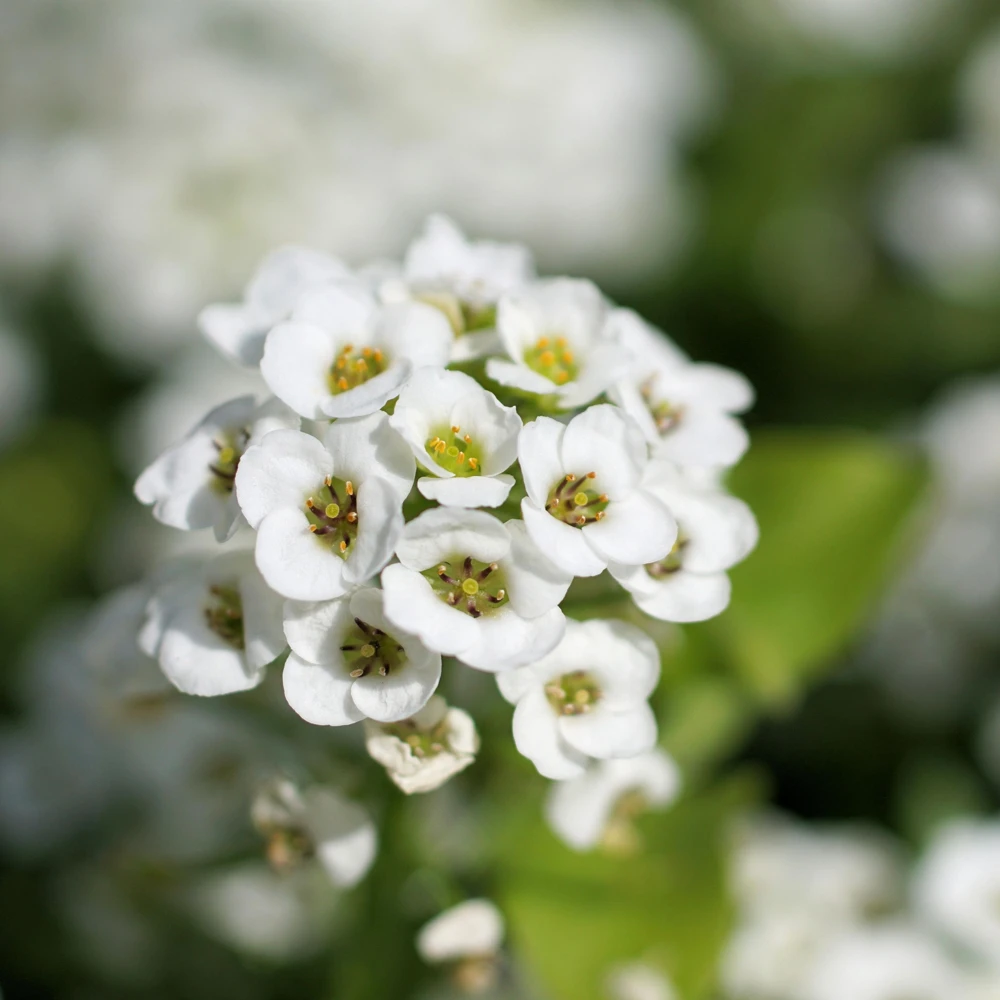 Sweet Alyssum Seeds - Carpet of Snow - Fragrant White Ground Cover Flowers - 20 Seeds - Image 7
