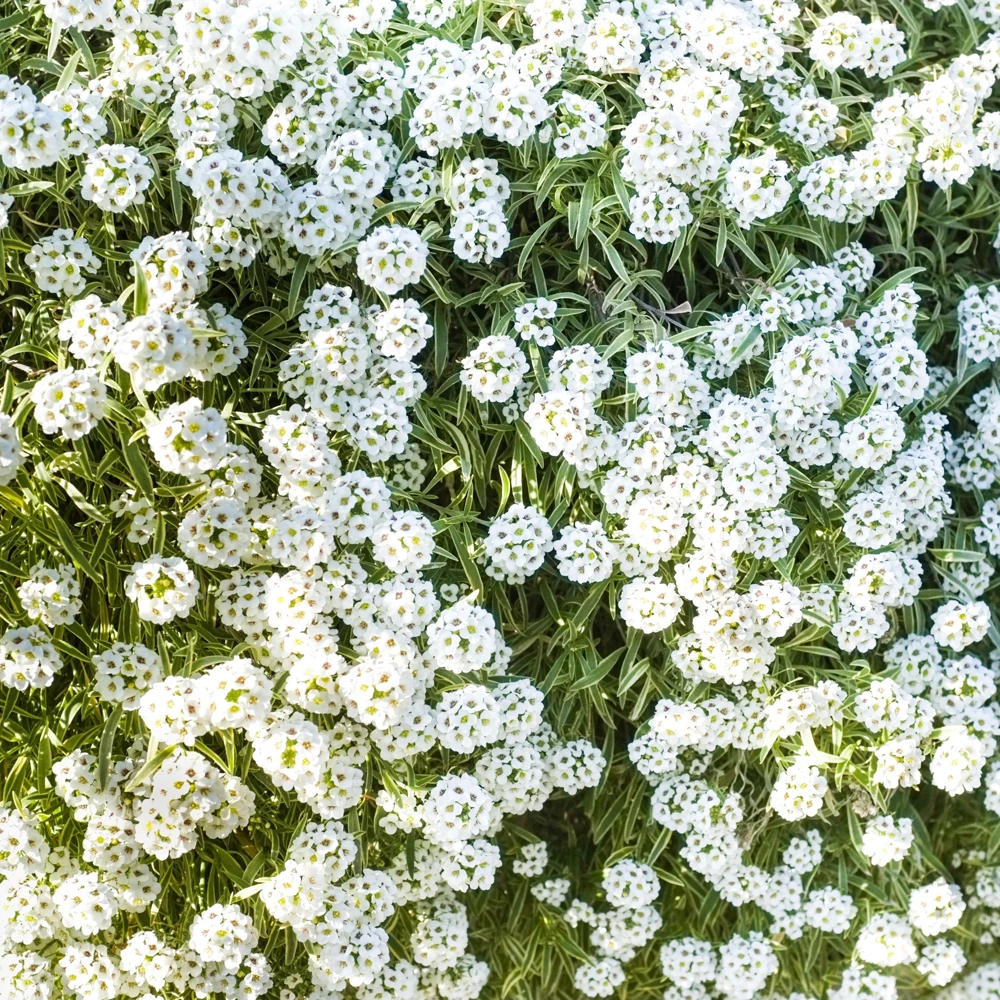 Sweet Alyssum Seeds - Carpet of Snow - Fragrant White Ground Cover Flowers - 20 Seeds - Image 8