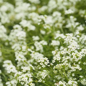 Sweet Alyssum Seeds - Carpet of Snow - Fragrant White Ground Cover Flowers - 20 Seeds - Image 9