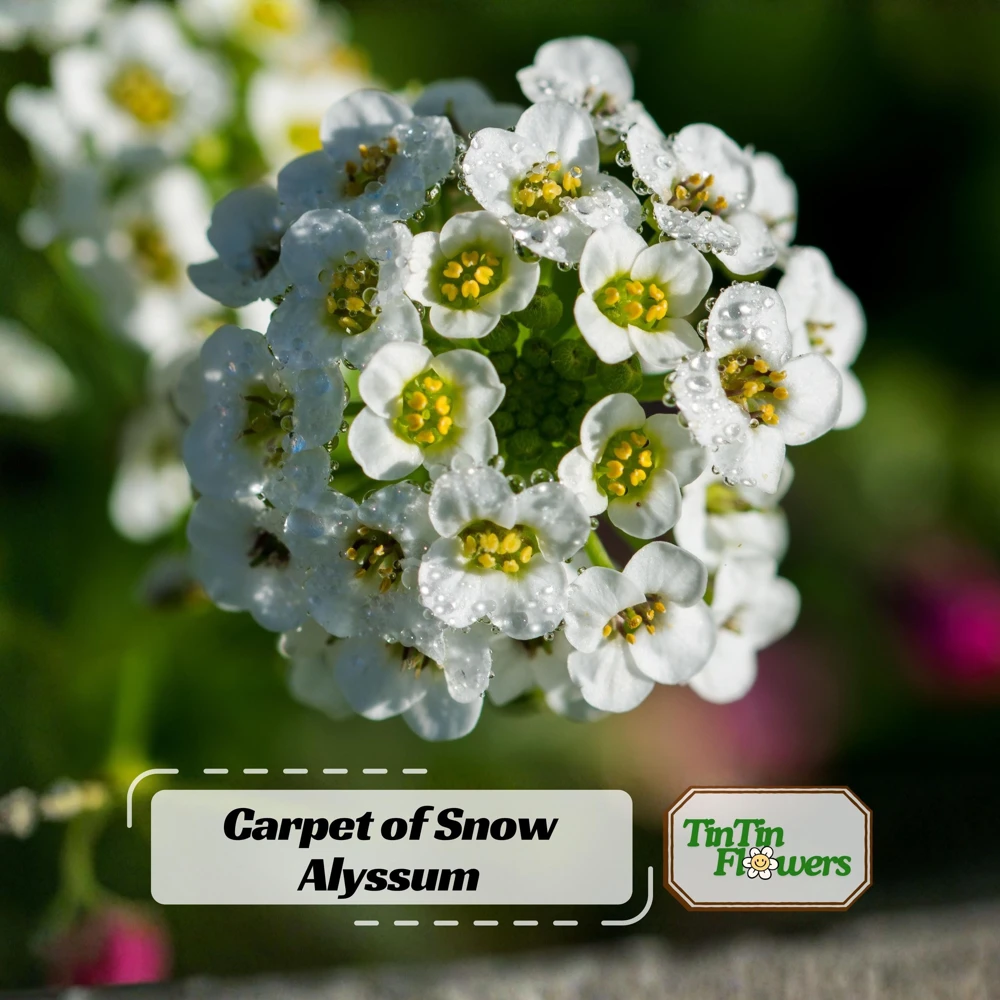 Sweet Alyssum Seeds - Carpet of Snow - Fragrant White Ground Cover Flowers - 20 Seeds - Image 1