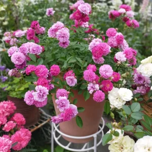 Sweet Chariot Rose Seeds - 30 Seeds - Cold Resistant & Open-Pollinating - Image 11